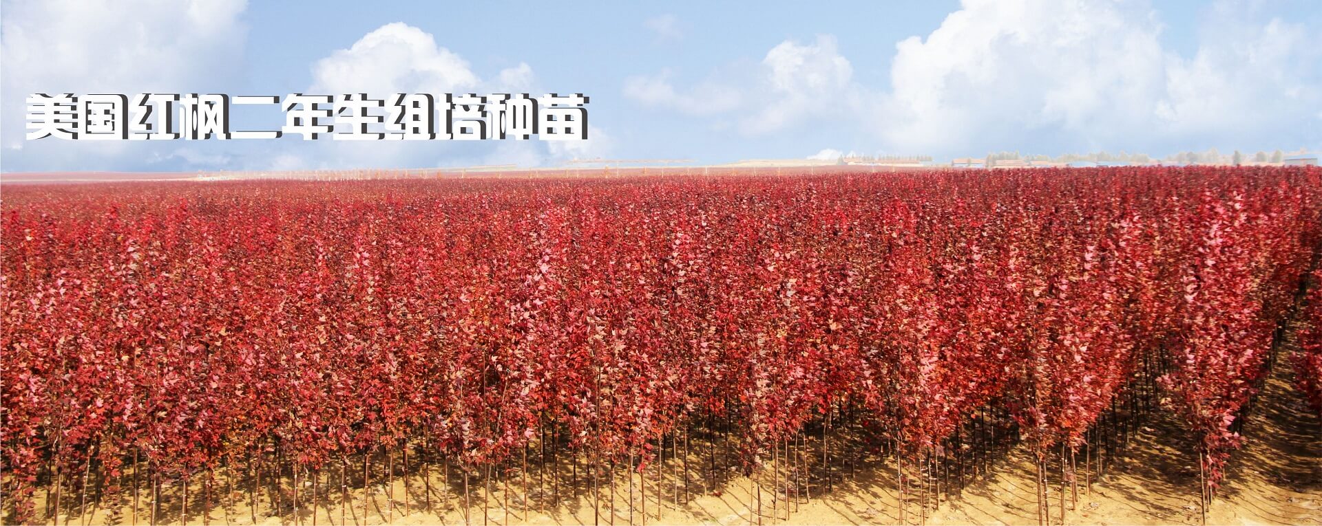 鹽霧試驗(yàn)箱